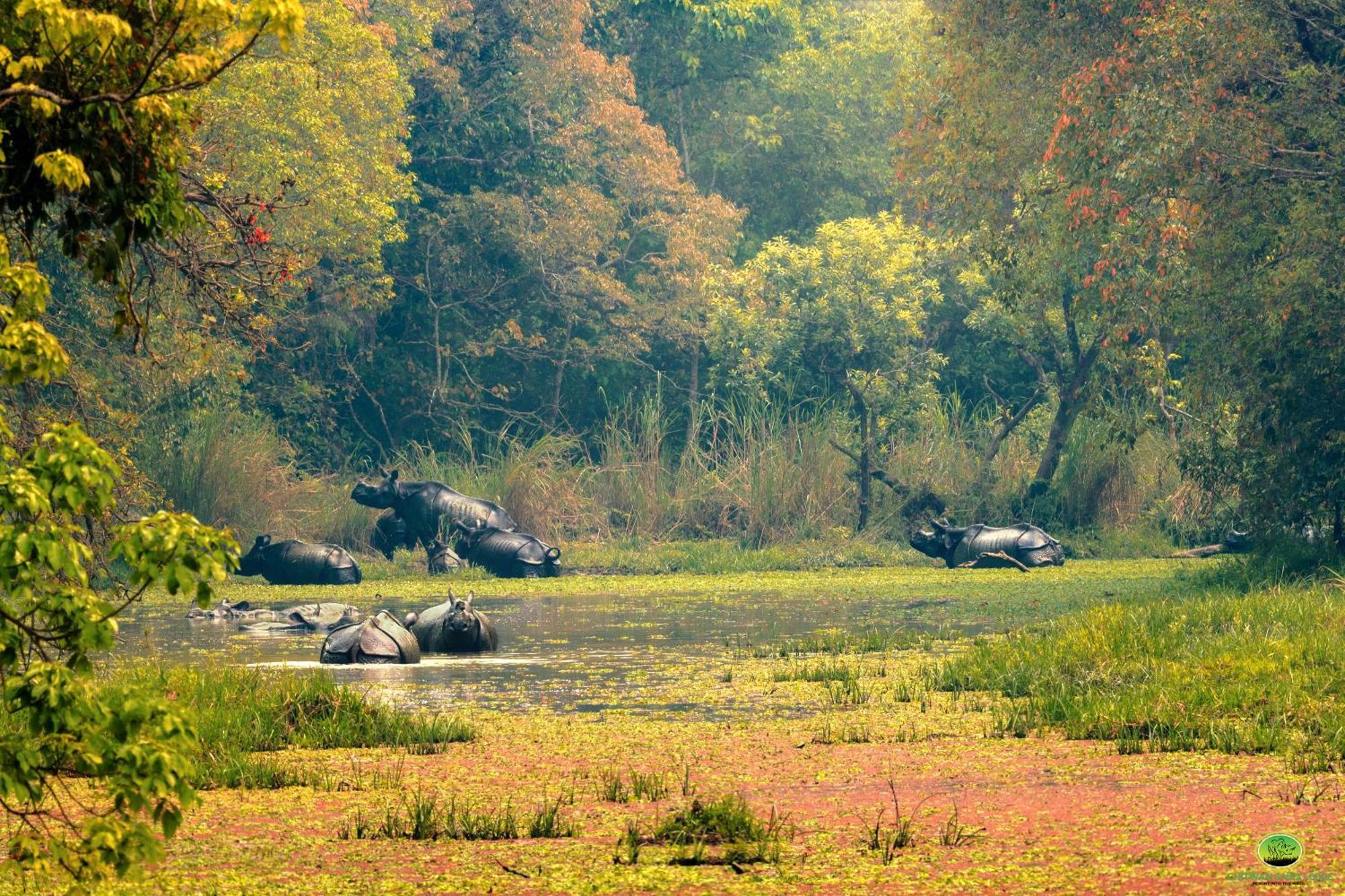 Chitwan Gaida Lodge - Animal Lovers & Birdwatchers Paradise โซราฮา ภายนอก รูปภาพ