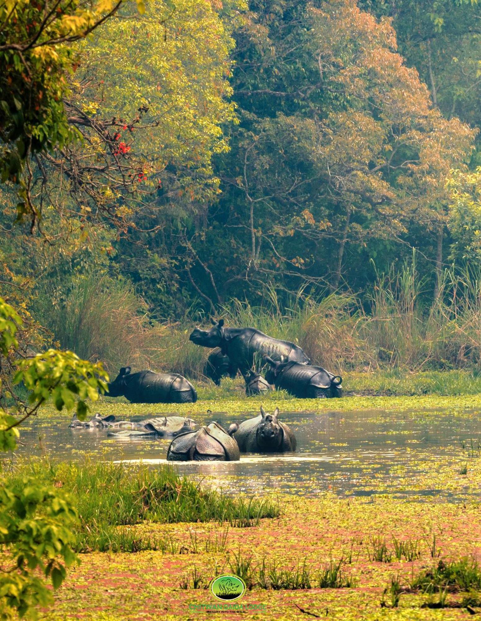 Chitwan Gaida Lodge - Animal Lovers & Birdwatchers Paradise โซราฮา ภายนอก รูปภาพ