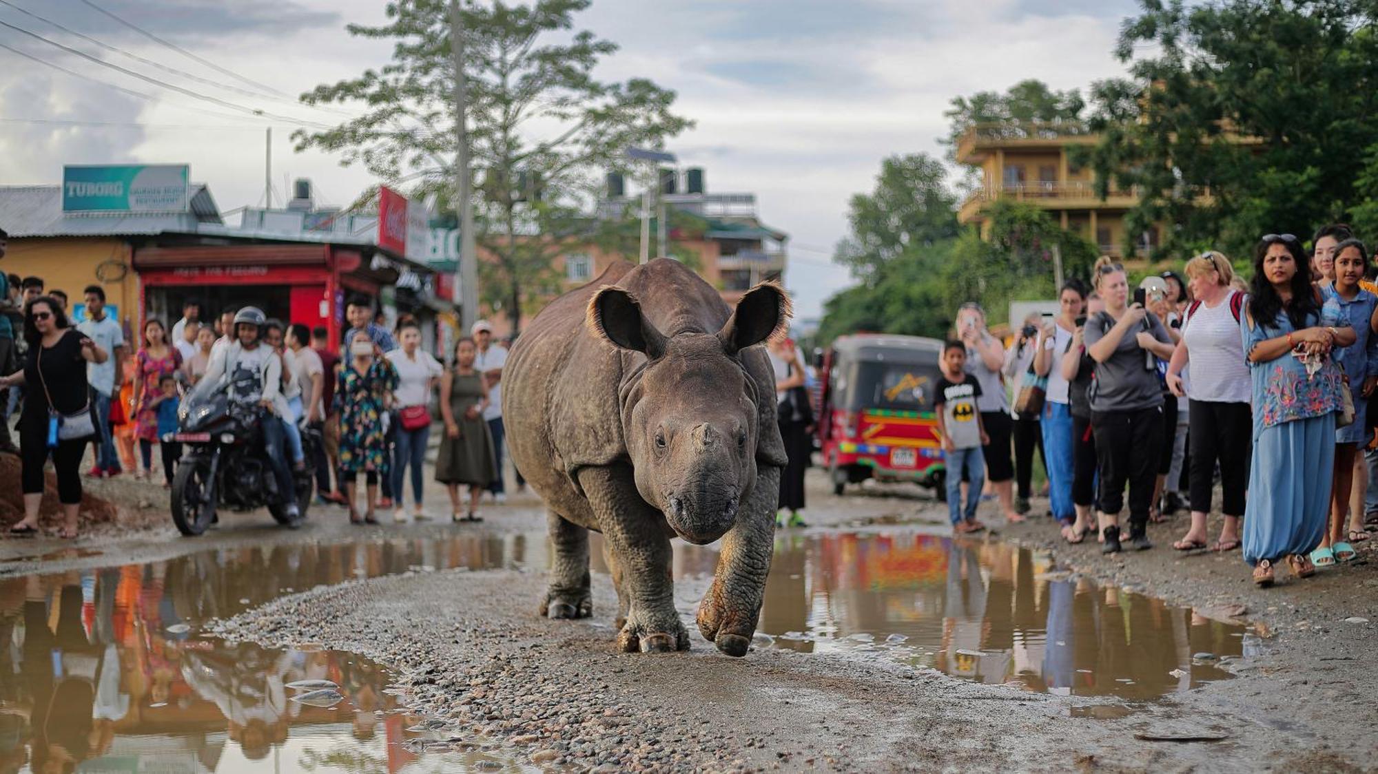 Chitwan Gaida Lodge - Animal Lovers & Birdwatchers Paradise โซราฮา ภายนอก รูปภาพ